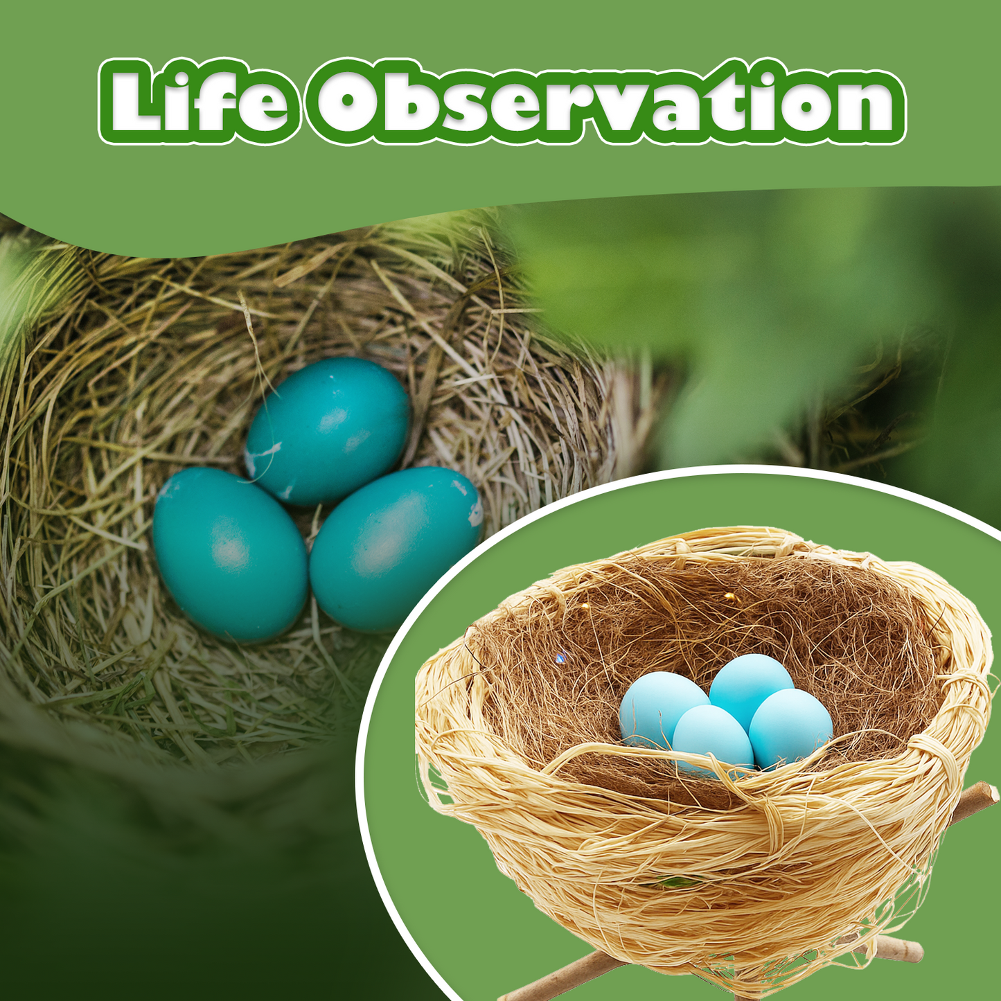 CHARTEKS DIY Bird Nest Craft Kit with 30 Twinkle LEDs and Simulated Eggs – Natural String Art Set for Home Décor, Kids STEM Toy, Creative Birthday Gift for Boys Girls Age 8+ (Robin)