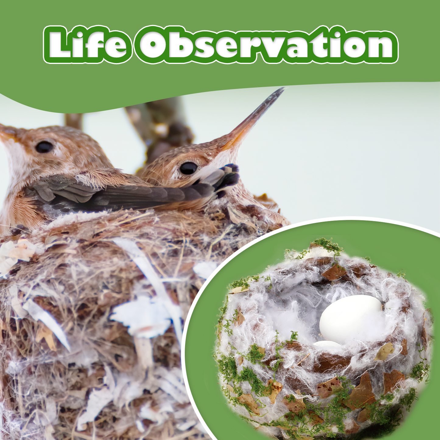 CHARTEKS Bird Nest Craft Kit with LED String Lights - DIY Nature Arts and Crafts STEM Project for Kids & Adults, Creative Home Decor Gift for Boys Girls Ages 8-12 (Hummingbird)