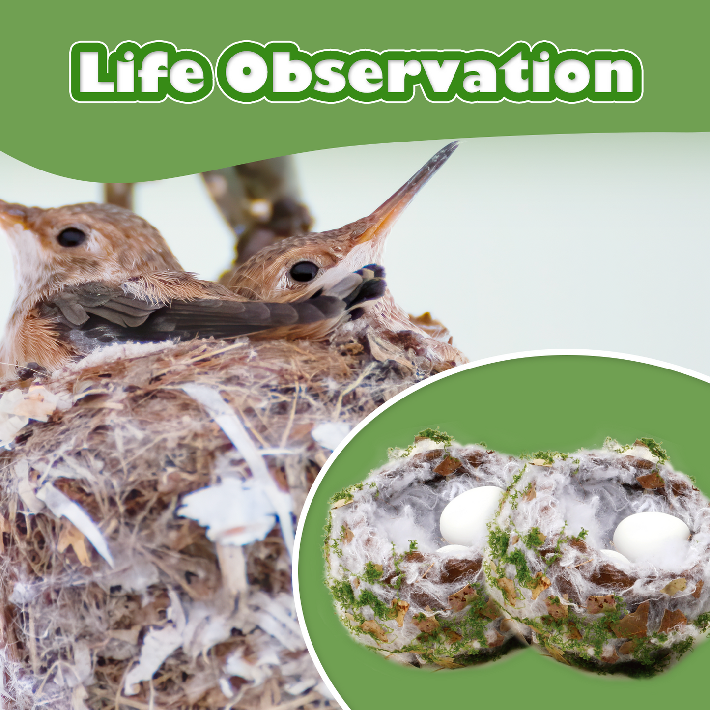 CHARTEKS Bird Nest Craft Kit with LED String Lights - DIY Nature Arts and Crafts STEM Project for Kids & Adults, Creative Home Decor Gift for Boys Girls Ages 8-12 (Hummingbird SNL)